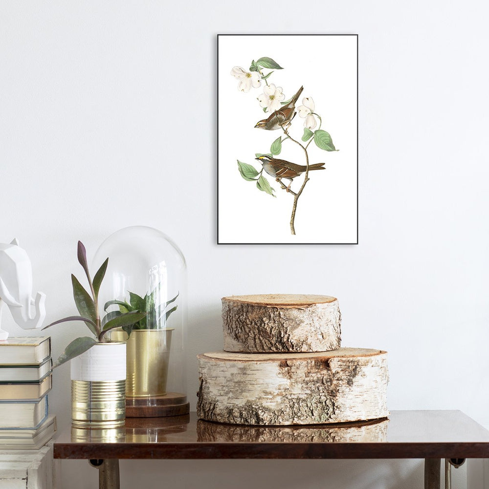 wall-art-print-canvas-poster-framed-White Throated Sparrow, By John James Audubon-by-Gioia Wall Art-Gioia Wall Art
