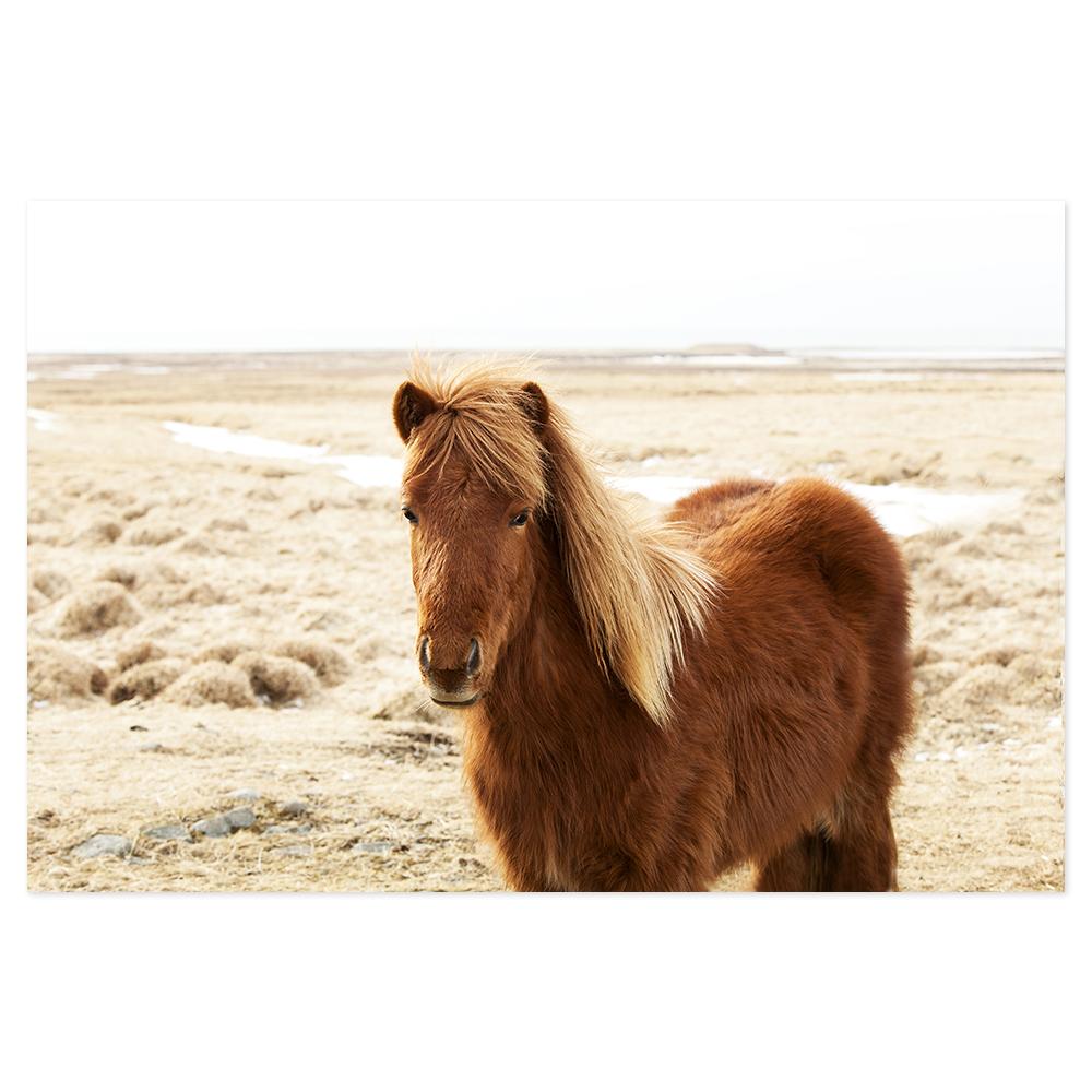 wall-art-print-canvas-poster-framed-A Wild Brown Horse-by-Gioia Wall Art-Gioia Wall Art