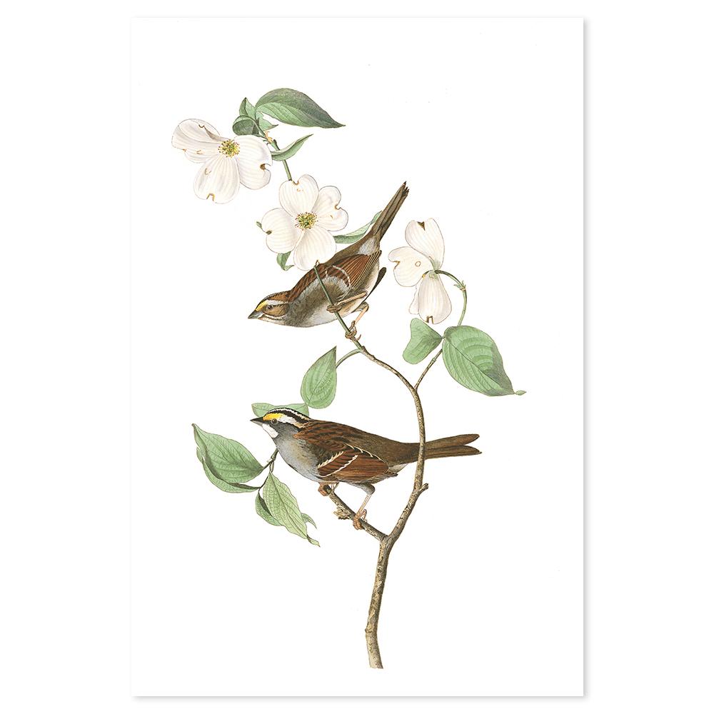 wall-art-print-canvas-poster-framed-White Throated Sparrow, By John James Audubon-by-Gioia Wall Art-Gioia Wall Art